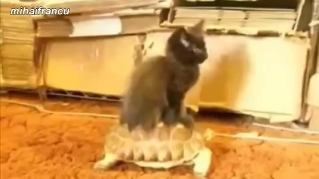 Funny Animals Riding Turtles Compilation 2014