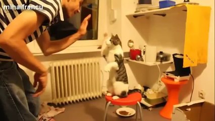 Ultimate Funny Cat And Cats Videos Compilation 2014 [NEW]