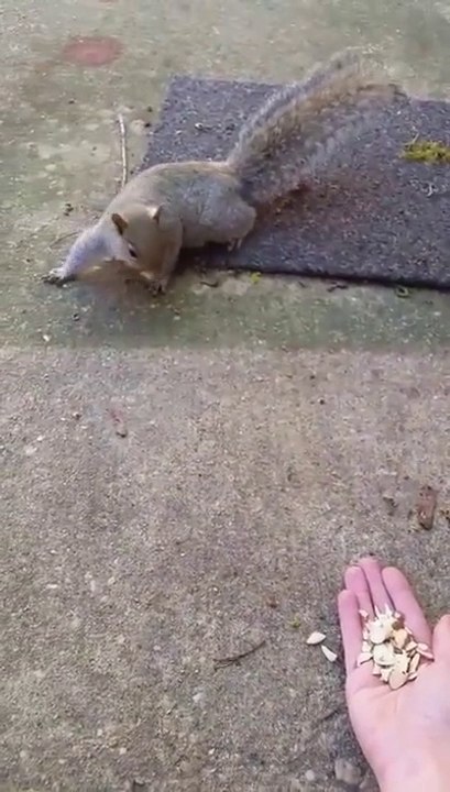 Squirrel attack... Bit my hand little animal!