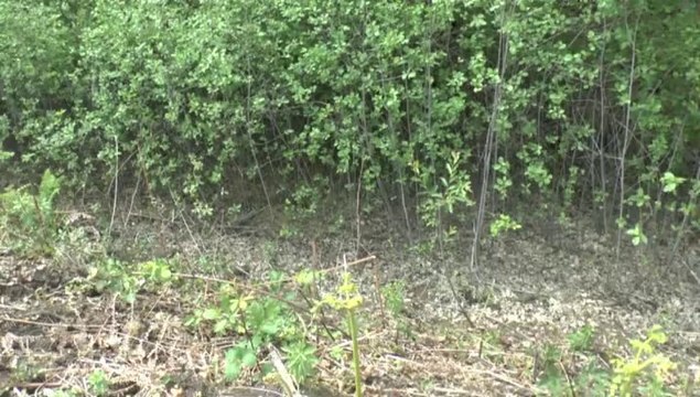 LES W-D.D. MICHOU TUESDAY NEWS - 22 AVRIL 2014 - GOLF D'IDRON LE TERRAIN EN PREPARATION.