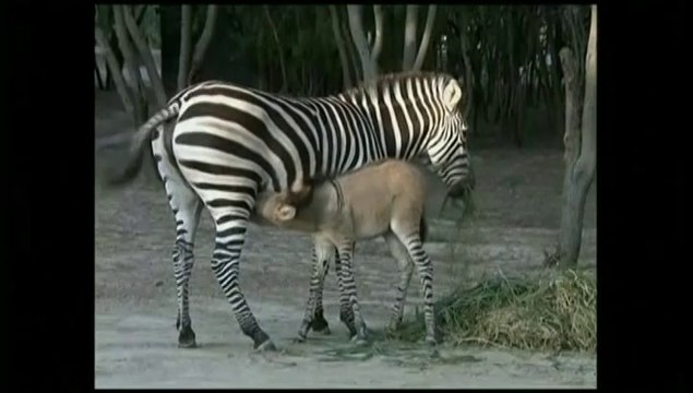 Mi-âne, mi-zèbre, un zonkey voit le jour au Mexique