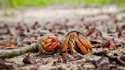 Cannibalistic Hermit Crabs See Dead, Start Salivating