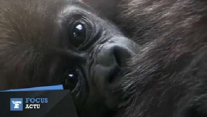 Naissance de deux bébés gorilles dans un zoo de New York