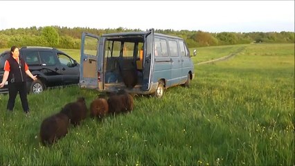 entrainement troupeau du 24-04-2014
