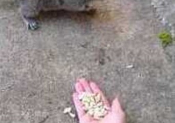 Ungrateful Squirrel Bites the Hand That Feeds