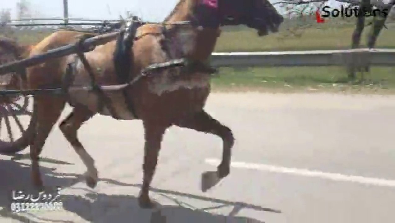 asad ali horse macho try 10-4-14