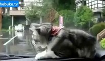 Araba sileceği ile kavga eden kedi