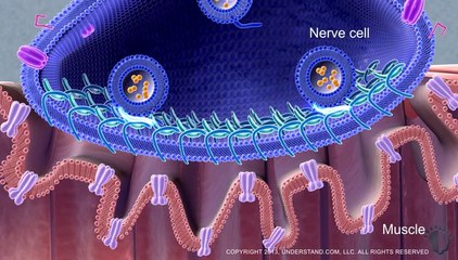 Botulinum Toxin