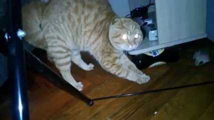 En komik kedi videoları birarada