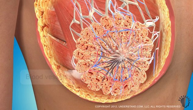 Breast Implants – Silicone - Meme Büyütme - Silikon