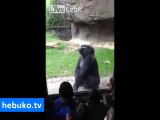 Çocukları korkutan goril