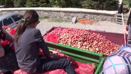 Seydişehir'de Cipslik Patates Üretimi