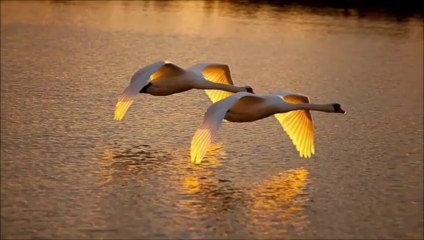 MATT MONRO....ALGUİEN CANTO (THE MUSİC PLAYED)