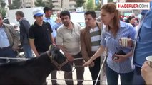 Şanlıurfa'da En Güzel Buzağı Yarışması