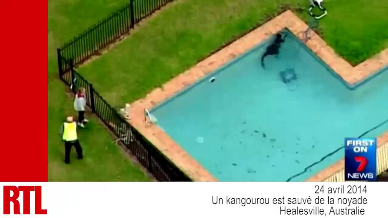 VIDÉO - Hamster, "zonkey", chat qui pêche : les animaux mignons de la semaine