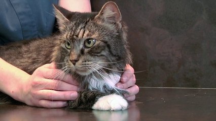 If Pets Could Talk...