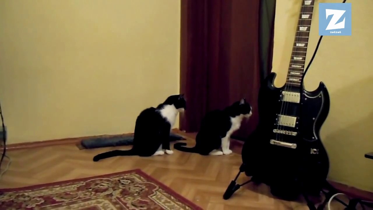 Özür Dileyen Kedi