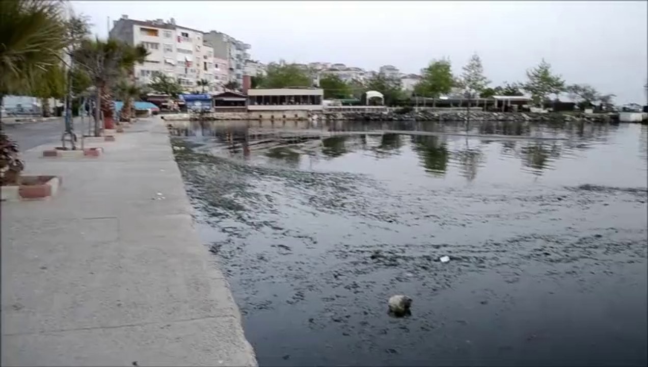 Silivri deniz'i pislikler'den ve pis kokulardan geçilmiyor