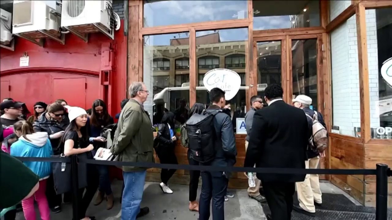 Speed-Dating mit Streicheleinheiten: Katzen-Café in New York