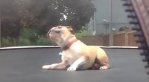 Dog Jumping Funny Videos at Gigglevideo.com