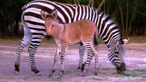 Rare Zebra Donkey Mix Born at Mexican Zoo