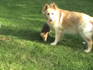 The real-life fox and hound: Dogs play with fox cub.