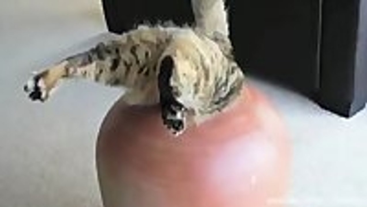 Cats Love To Squeeze Into Tight Spaces