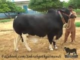 Shah Cattle Farm Bachra 5