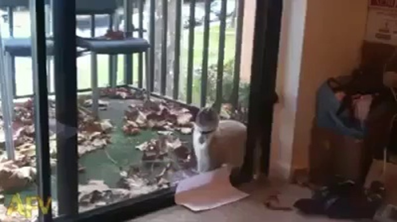 Un chat très intelligent !