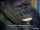 Kedisi Ölen Goril Koko'nun İşaret Diliyle Kendini İfade Etmesi