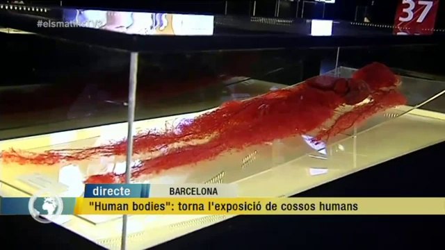 TV3 - Els Matins - L'exposició Human Bodies torna a Barcelona