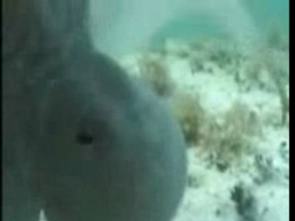 Octopus