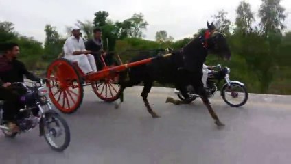ahmed shah horse aatish jumma try 25-4-14