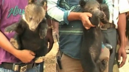 Bear cubs rescued from India Bangladesh border