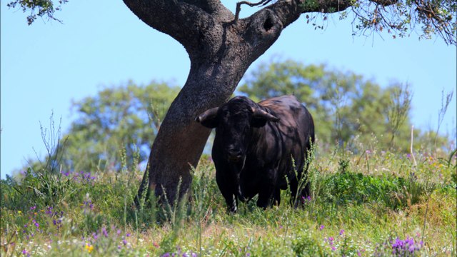 Voyage Campo Andalousie 2014