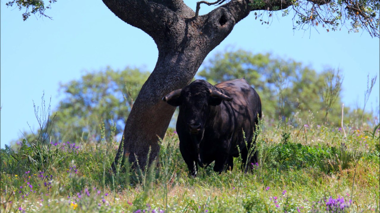 Voyage Campo Andalousie 2014