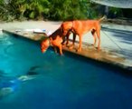 Chiens paniqués en voyant leur maître plonger sous l'eau... Trop mignon!