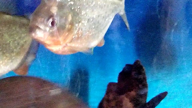 yapay bitki yiyen nat