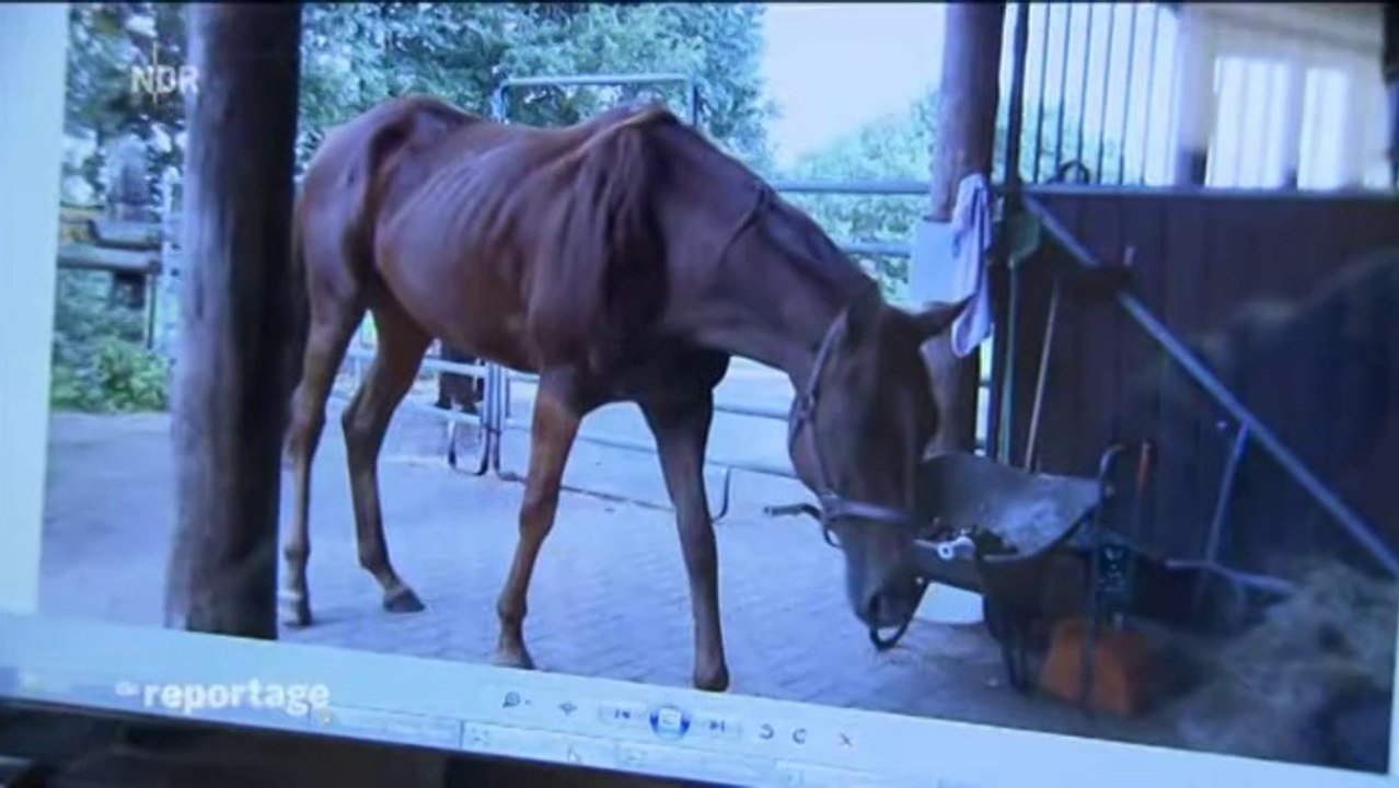 25.04.2014 NDR Die Reportage: - Ein Herz für ausrangierte Pferde