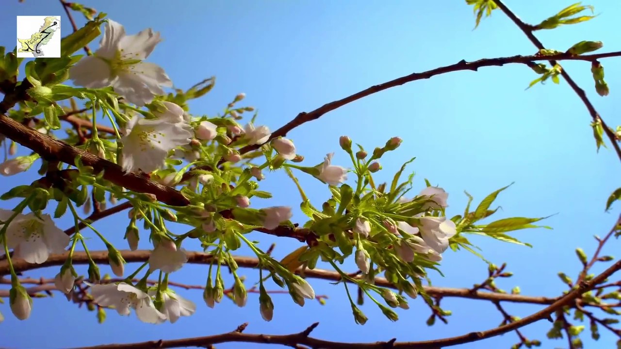 Allah Hu Allah Hu - Rahim Shah  اللہُ ھوُ اللہُ ھو