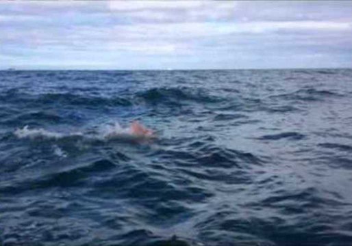 Ocean Swimmer Is Joined by Dolphins