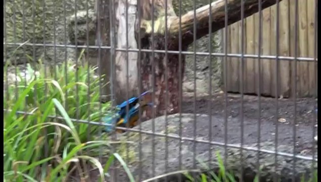 Visite De la Ménagerie du Jardin Des Plantes