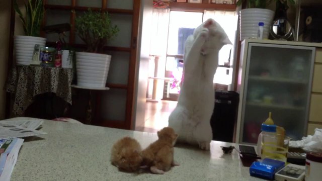 1 chat excité avec 2 chatons