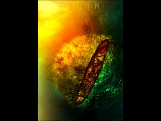 Jocelyn Page the scorpio dance