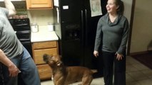 Anne Karnındaki Bebeği Koruyan Köpek