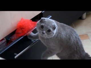 Yaramazlık yaparken yakalanan kedi :))