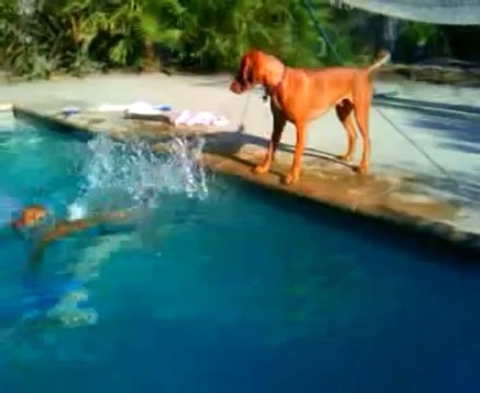 Un chien panique en voyant son maitre sous l'eau de la piscine
