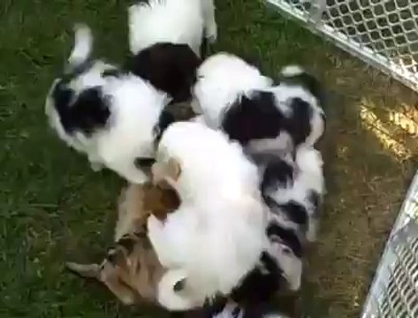 Yavru köpeklerin aşırı sevgisine maruz kalan kedi :)