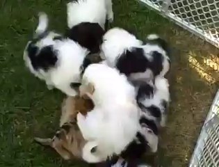 Yavru köpeklerin aşırı sevgisine maruz kalan kedi :)