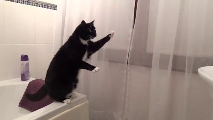 Aynada Kendini Görüp Zekice Tepkiler Veren Kedi :)